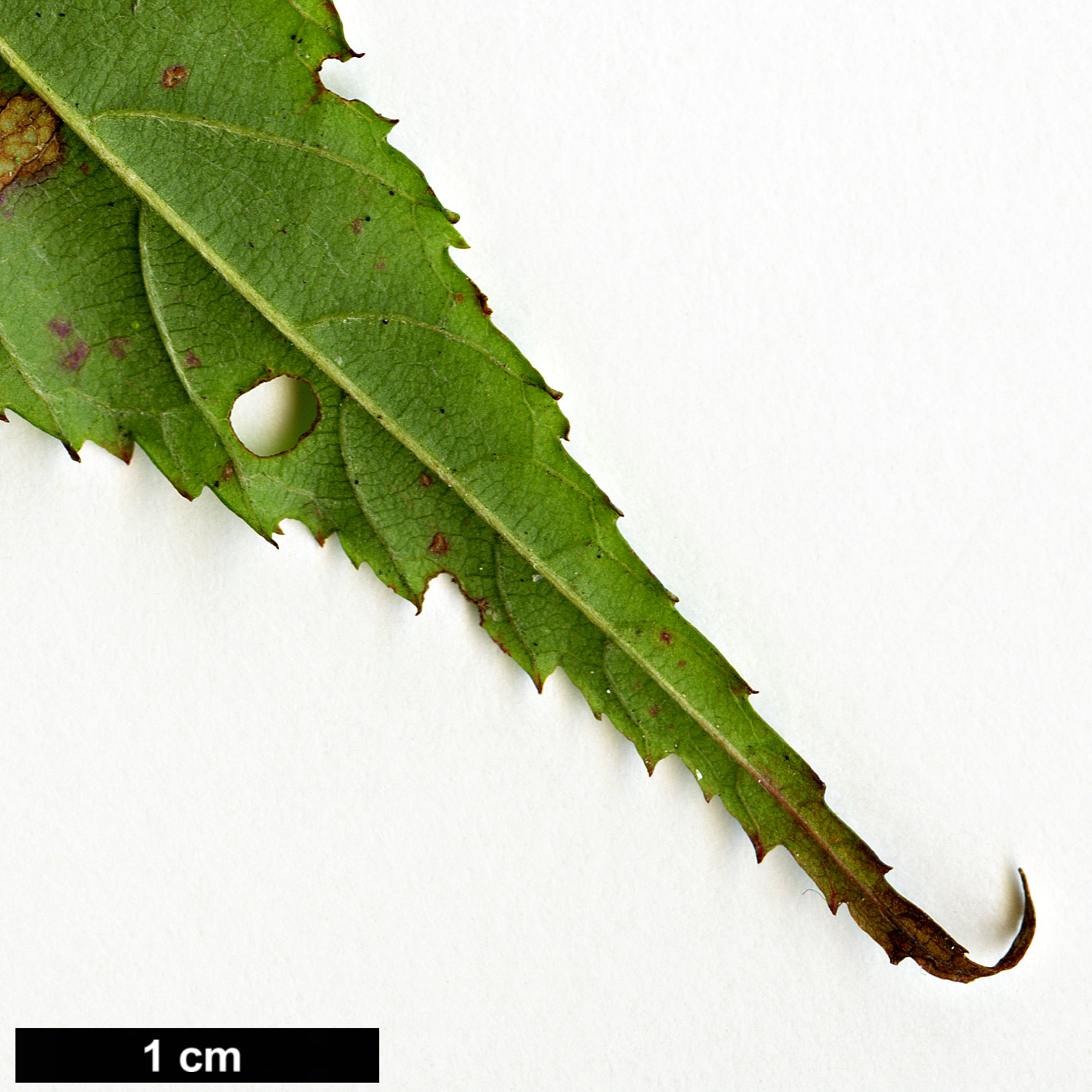 High resolution image: Family: Rosaceae - Genus: Rubus - Taxon: swinhoei - SpeciesSub: var. kawakamii